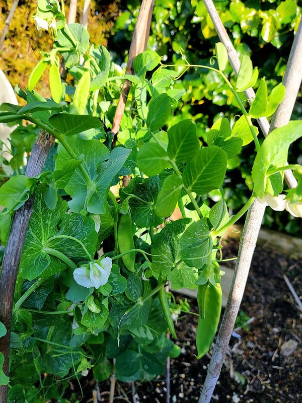 Snow peas