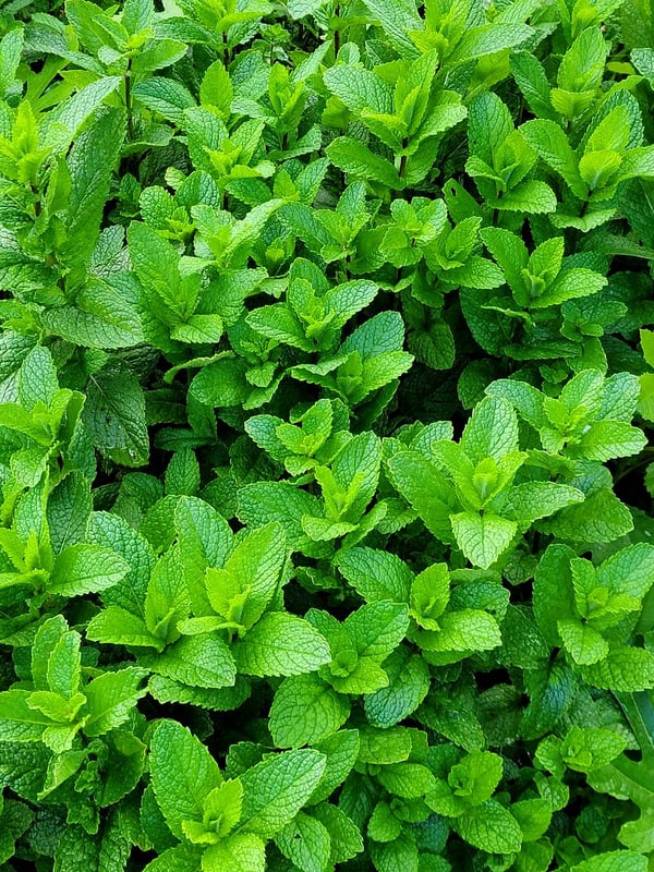 Sage in flower