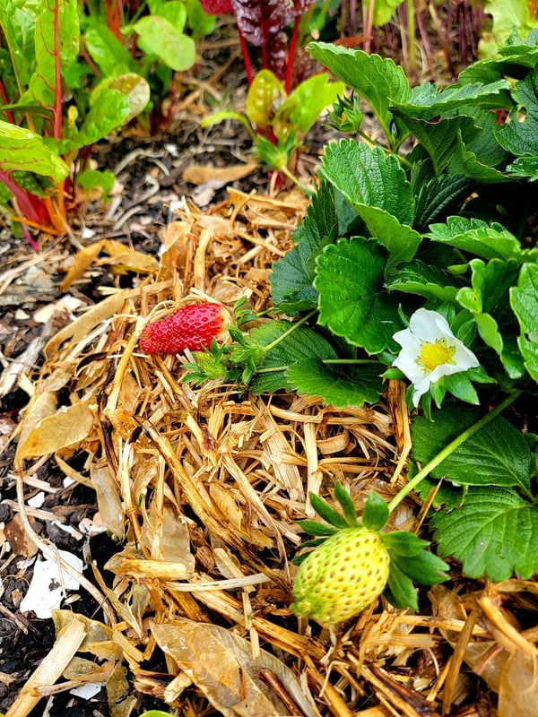 Strawberries