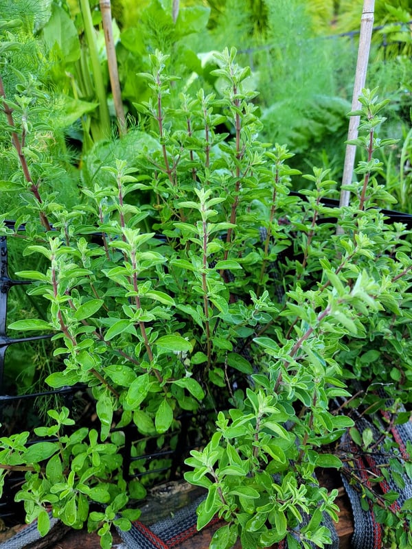 Marjoram