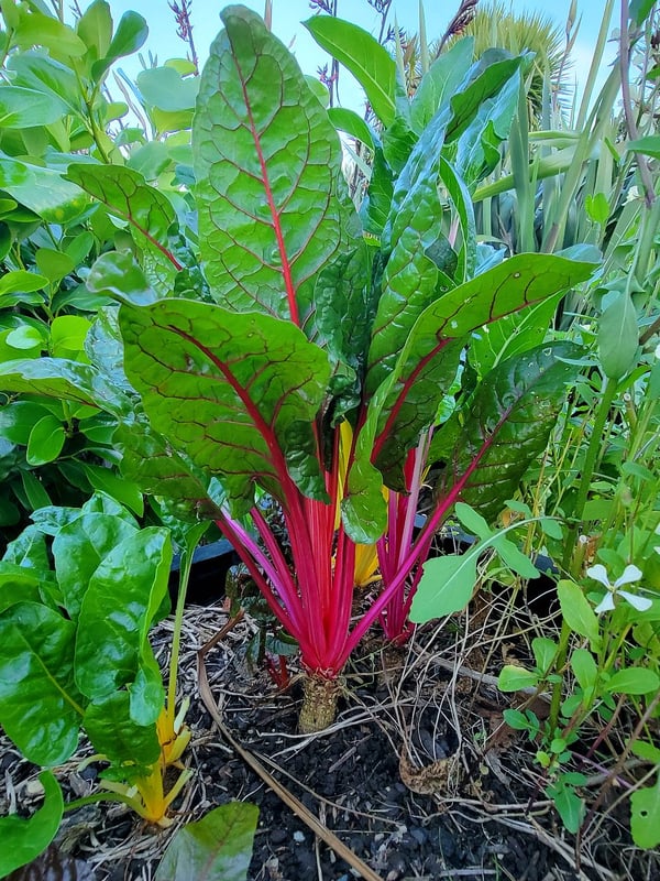 Red chard