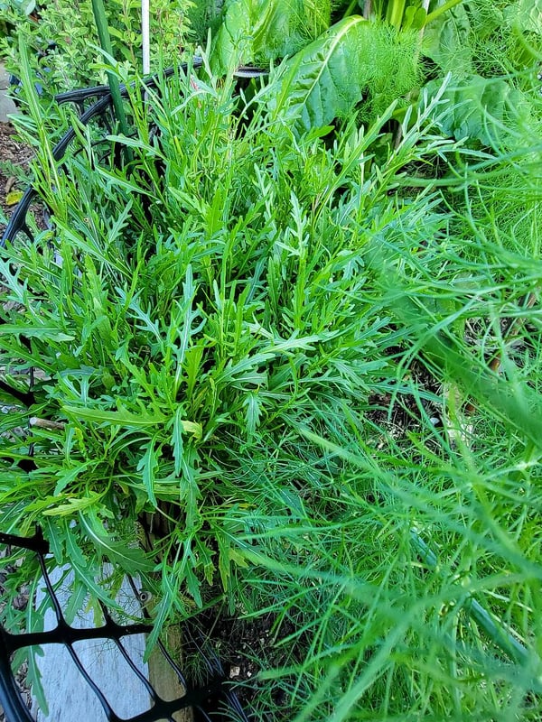 'Wild' rocket