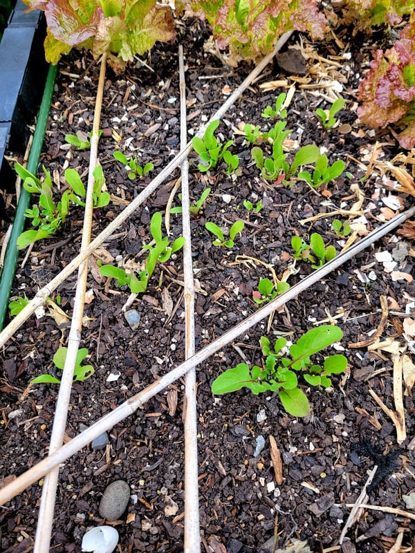 Rocket seedlings