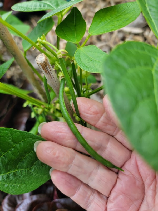 Baby French beans