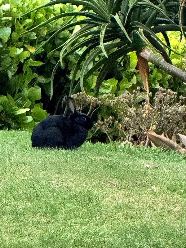 Black bunny