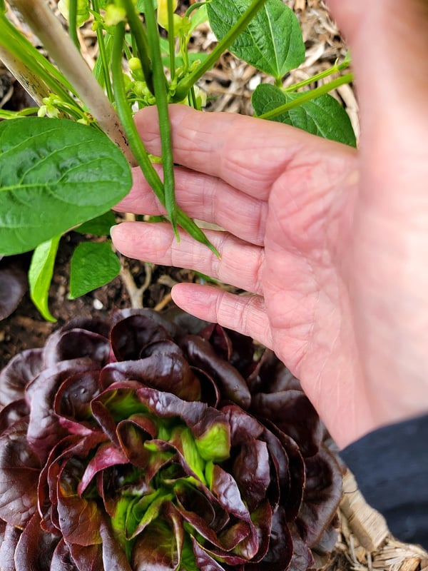 Baby French beans