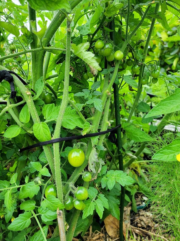 Tomatoes ripening