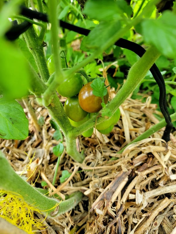 Hidden tomatoes