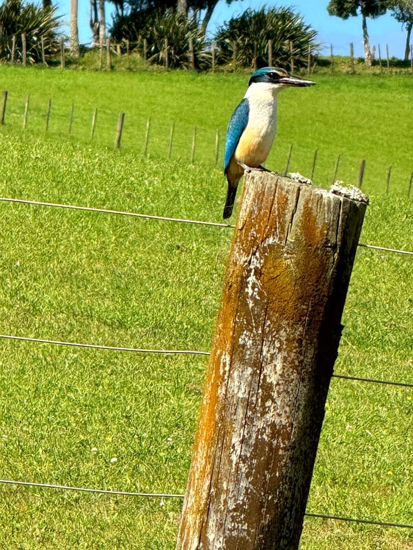 Kingfisher-