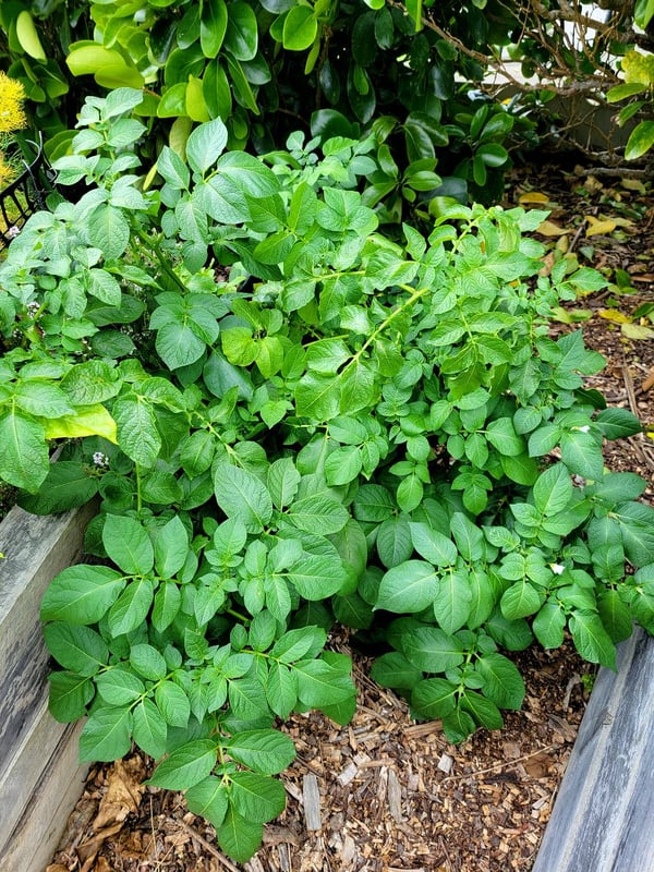 Potato greenery