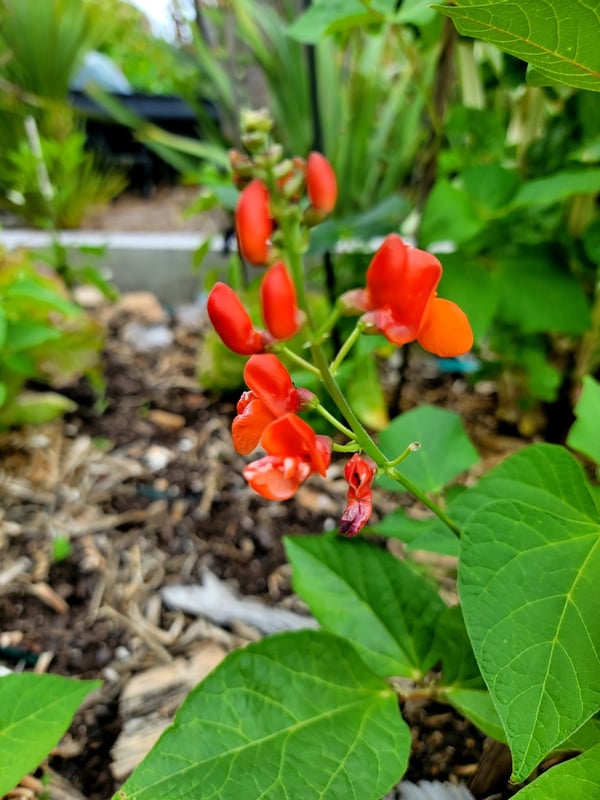 Scarlet runner bean flowers