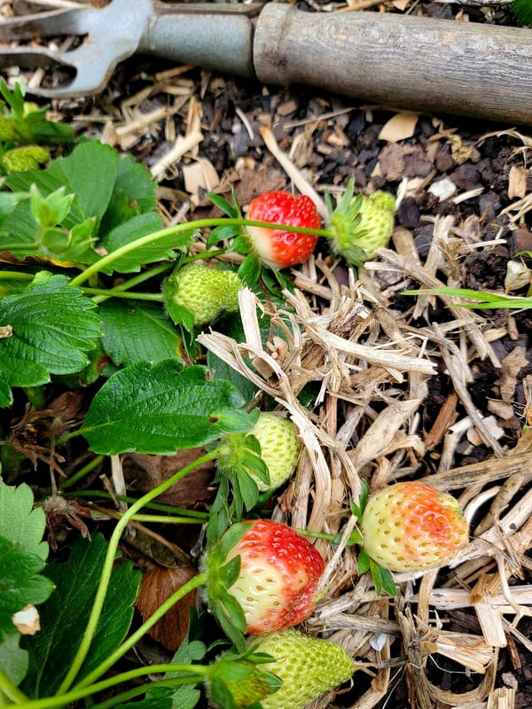 Strawberries on pea straw