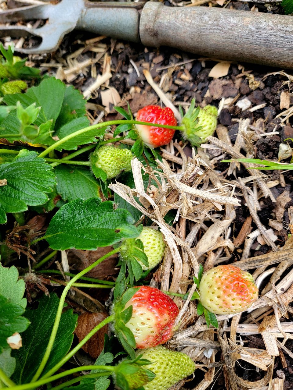 Strawberries on pea straw