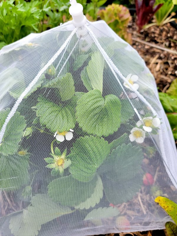 Strawberries under cover