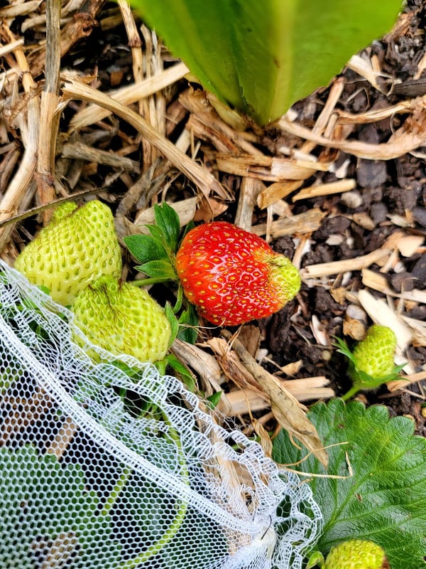 Strawberry ripening!