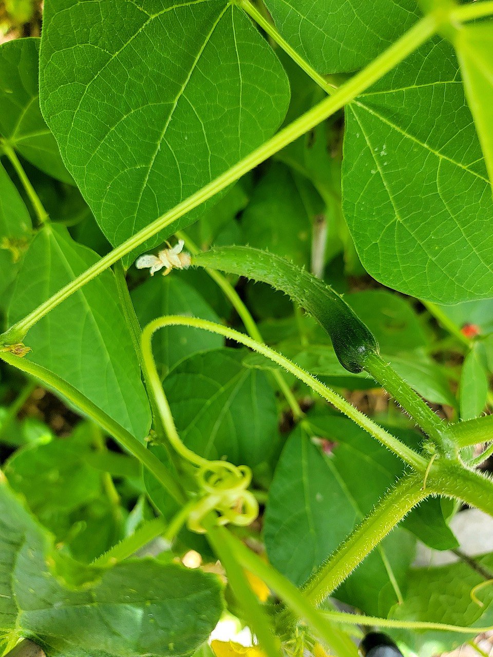Baby cucumber-70
