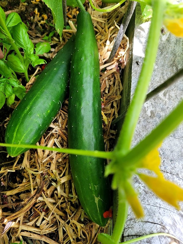 Cucmbers growing on pea straw