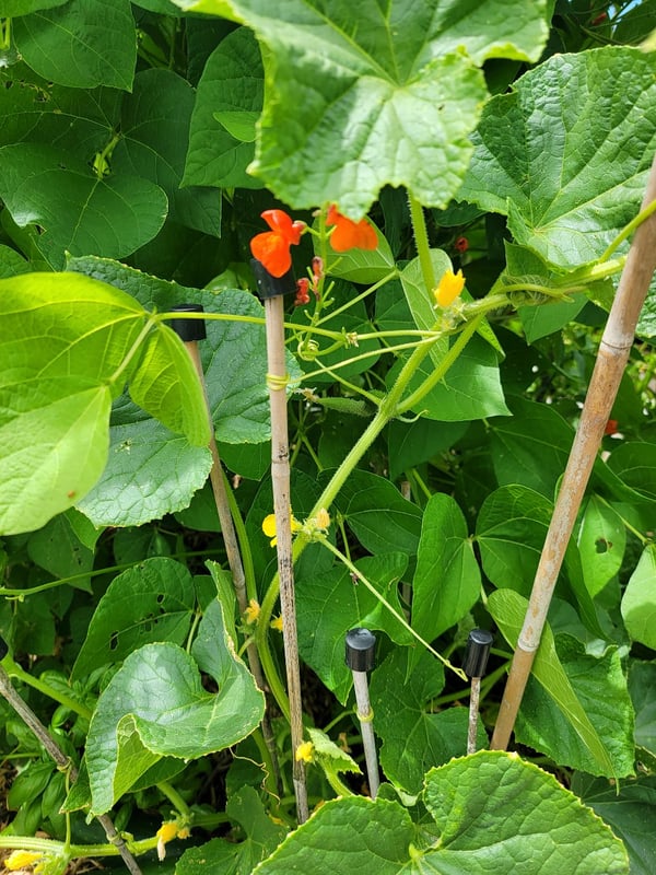 Cucumbers hooking up with beans