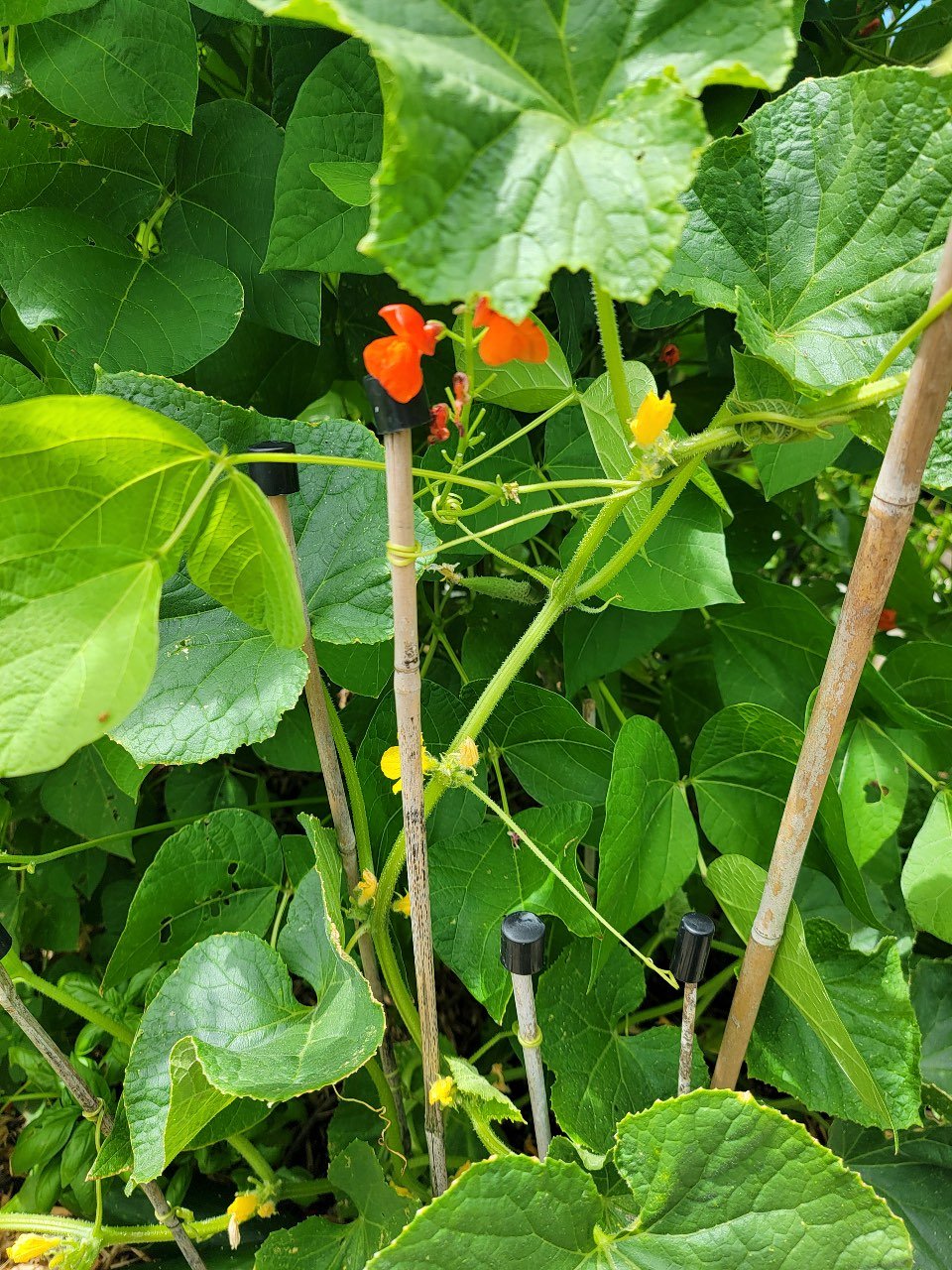 Cucumbers hooking up with beans