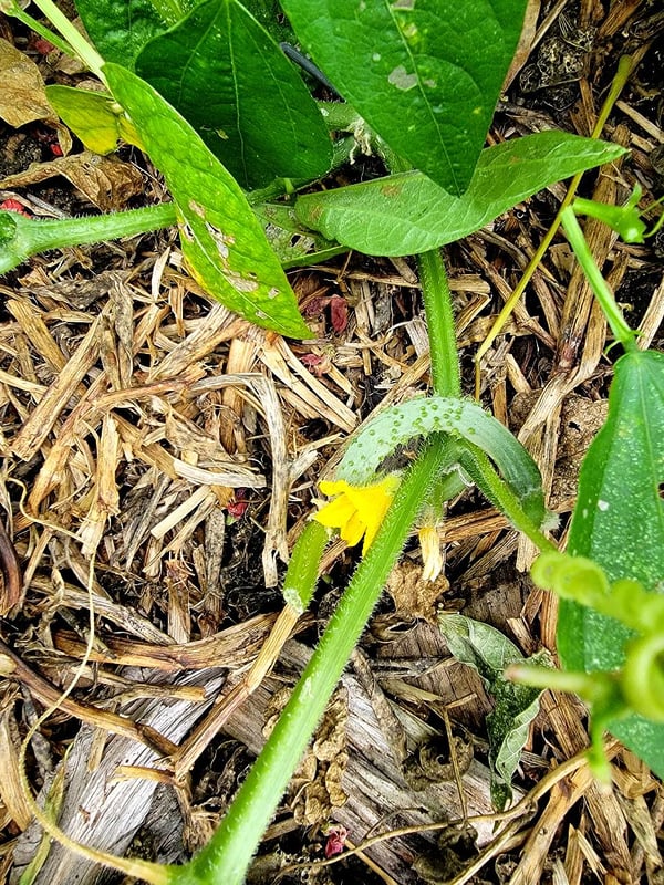Baby cucumber