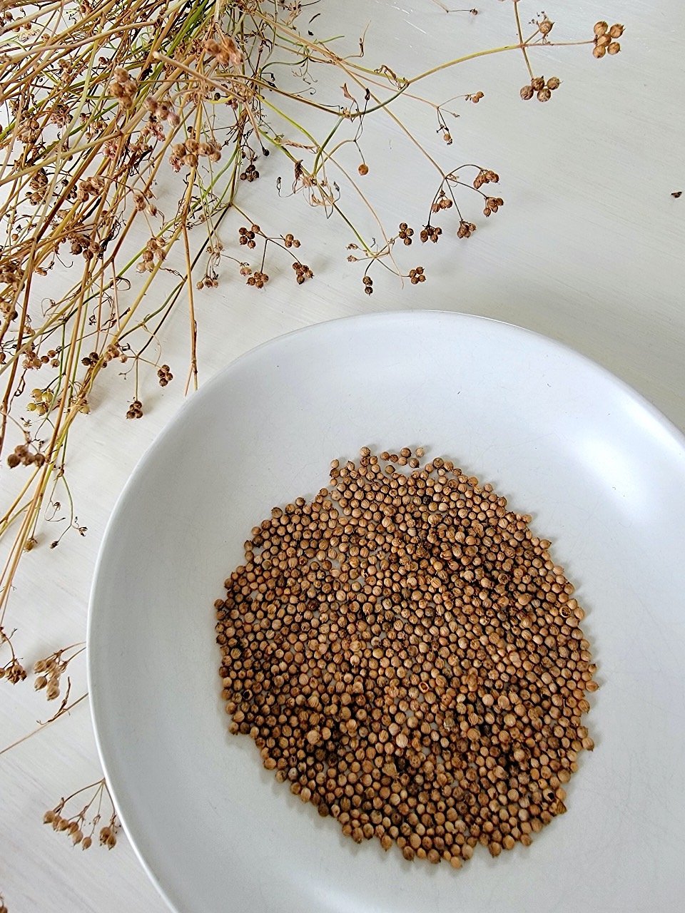 Coriander seeds