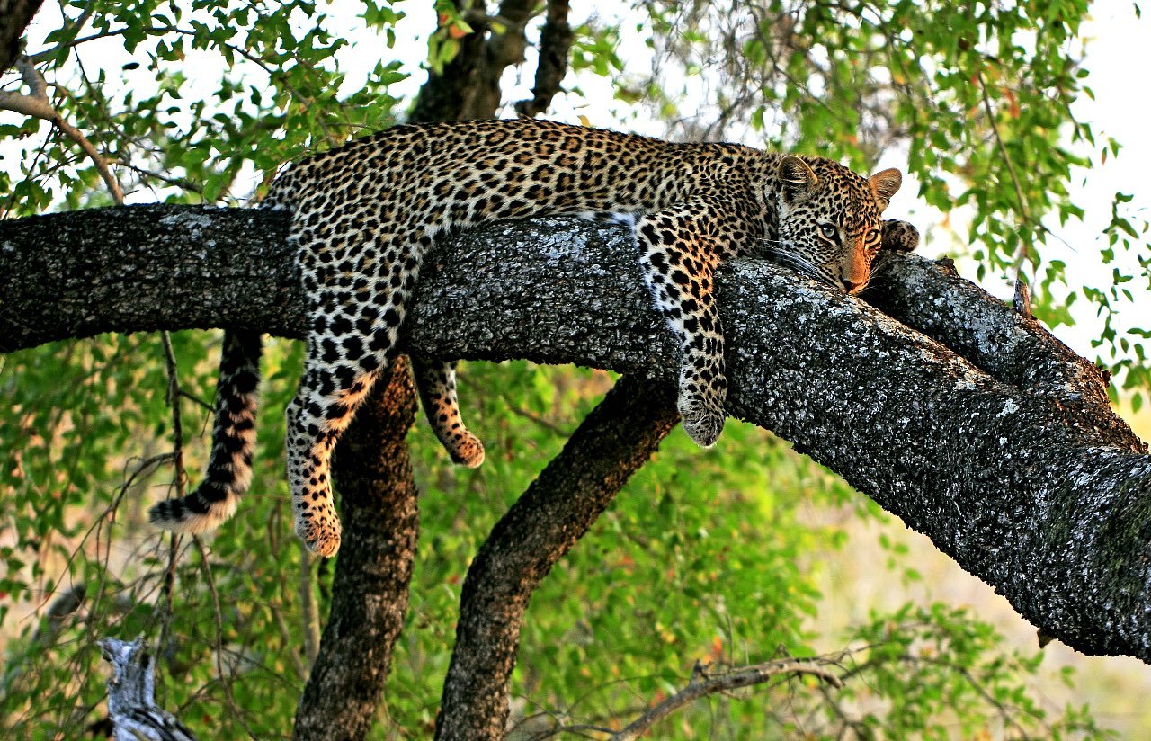 Leopard in tree-