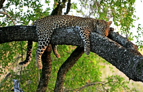 Leopard in tree-