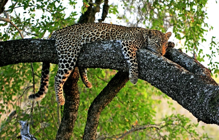 Leopard in tree-
