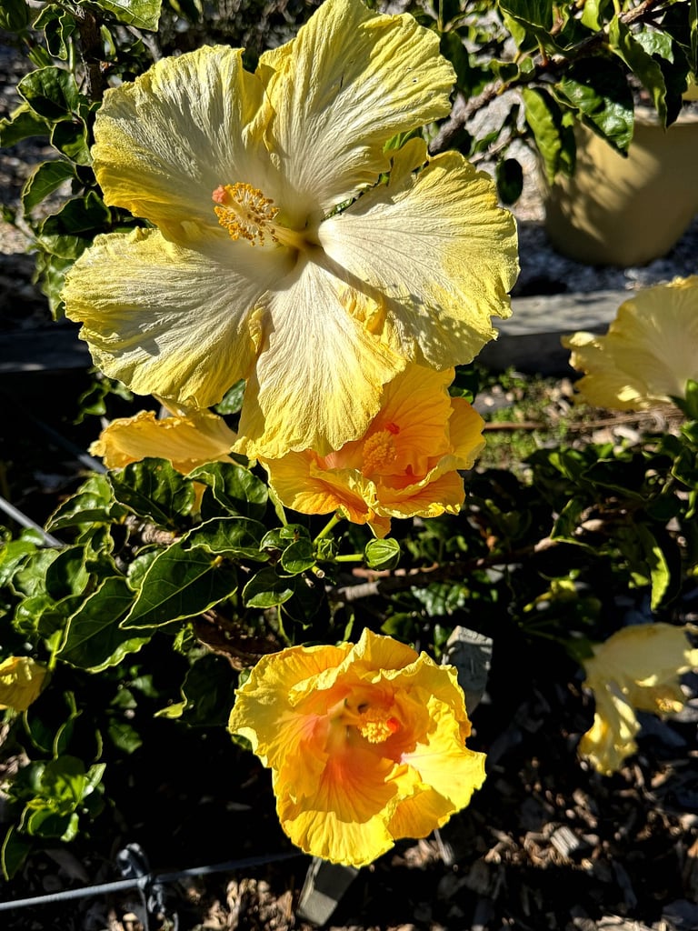 Yellow Hibiscus