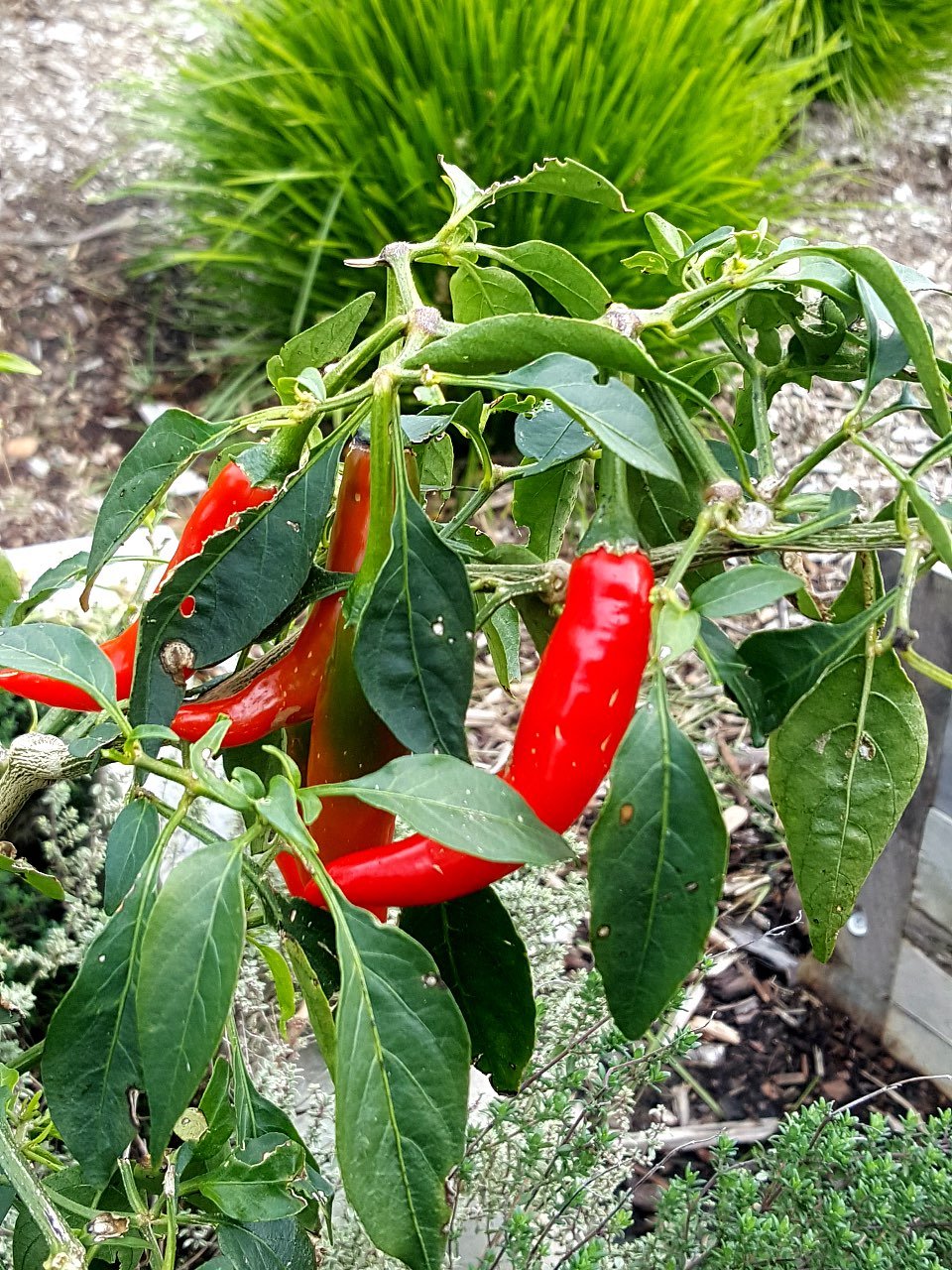 Chillies growing