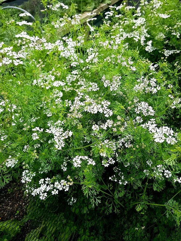Coriander flowers
