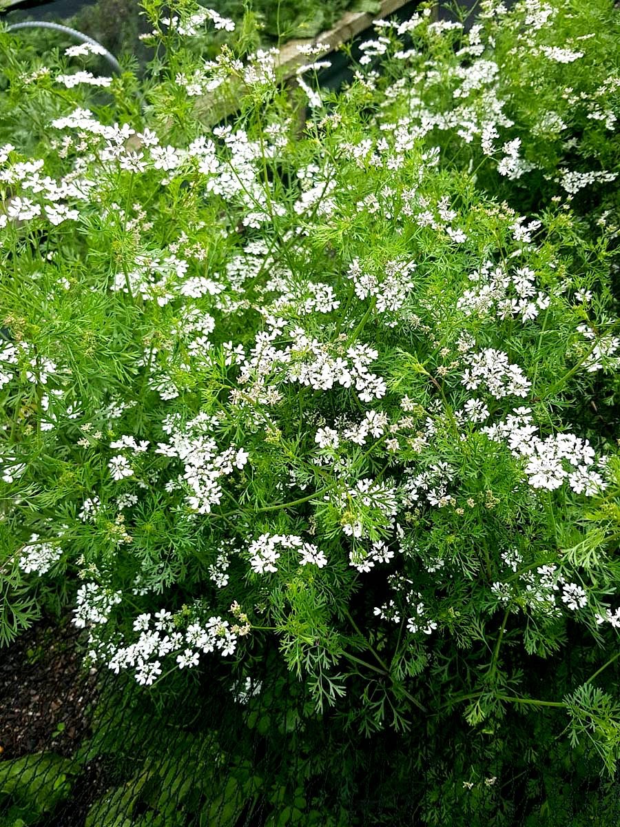 Coriander flowers