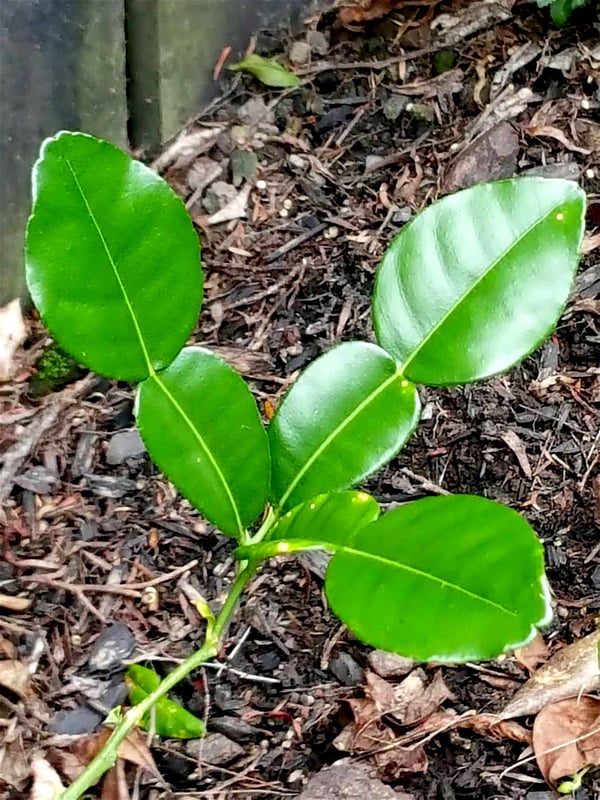 Makrut lime leaf