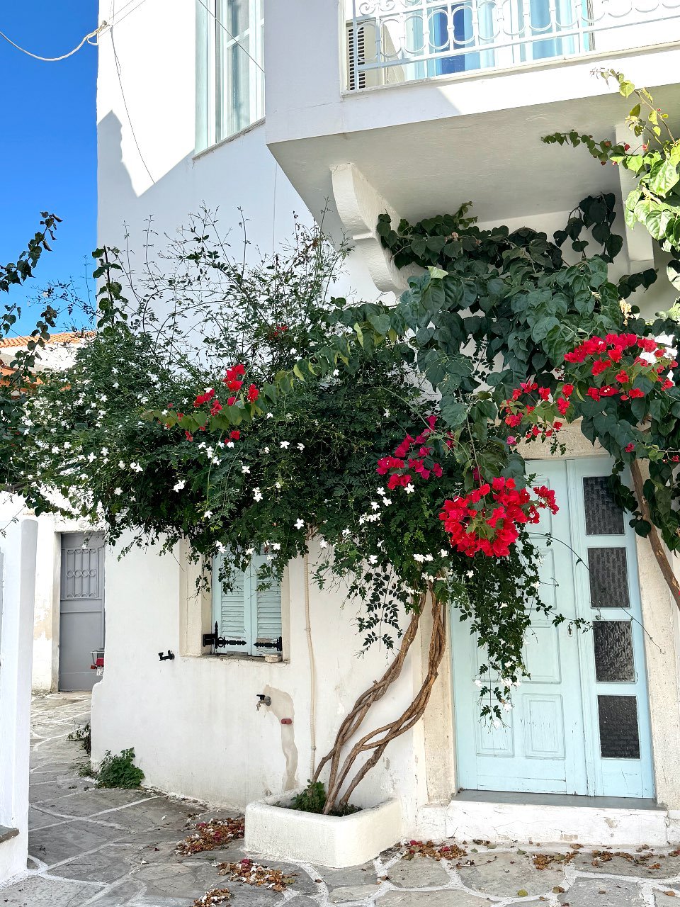 Bougainvillea