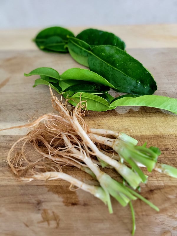 Coriander stems