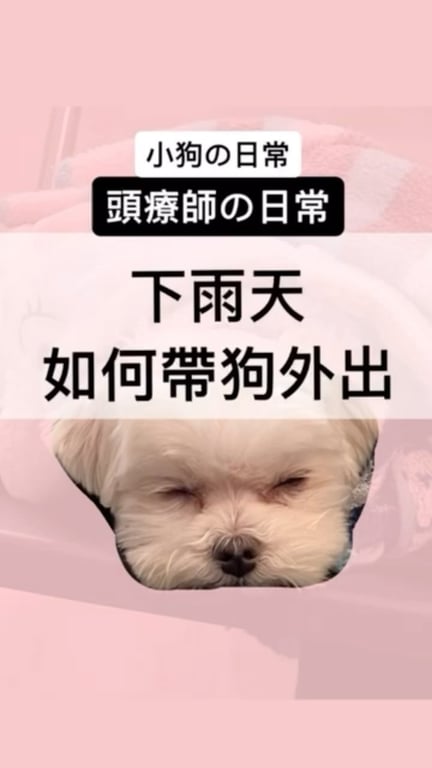 下雨天帶狗狗外出的新招式，原來養狗久了，連自己都會進化。☔🐶🤣