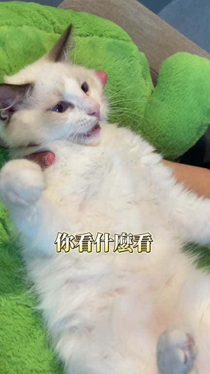 劉筱君