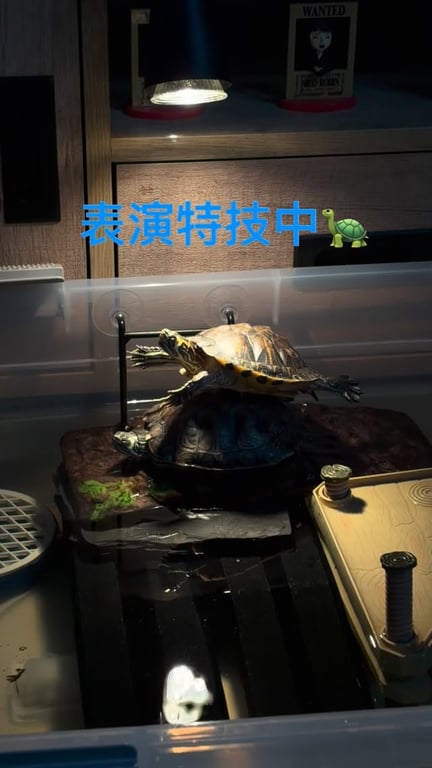 趙衍泓