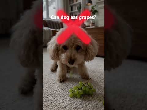 can dogs eat grapes
