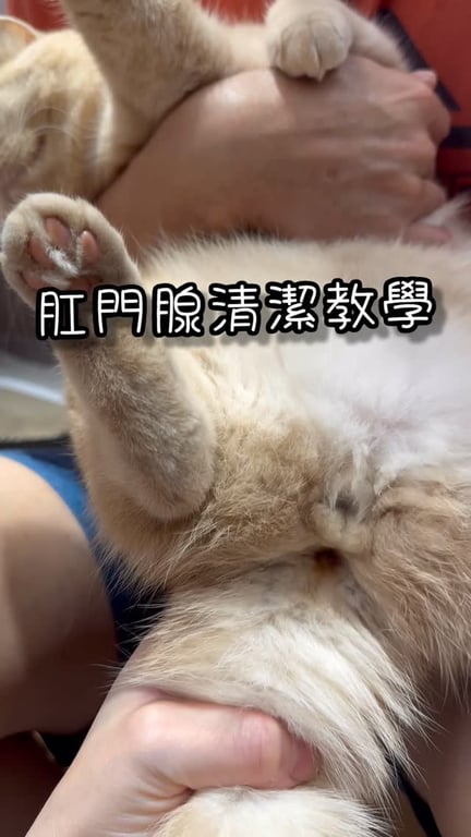 肛門腺教學