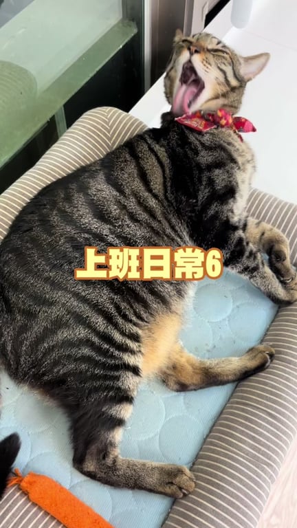 吳思慧