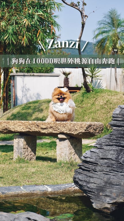 一個不一樣的狗狗放電大草地