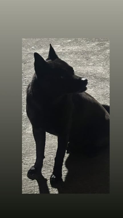 狗狗