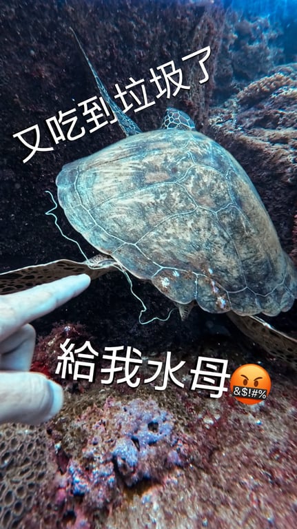 黃証楷