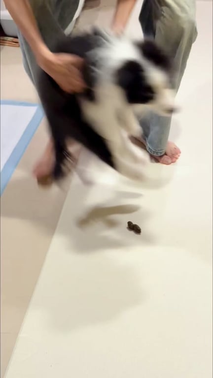 狗勾帶來的小意外