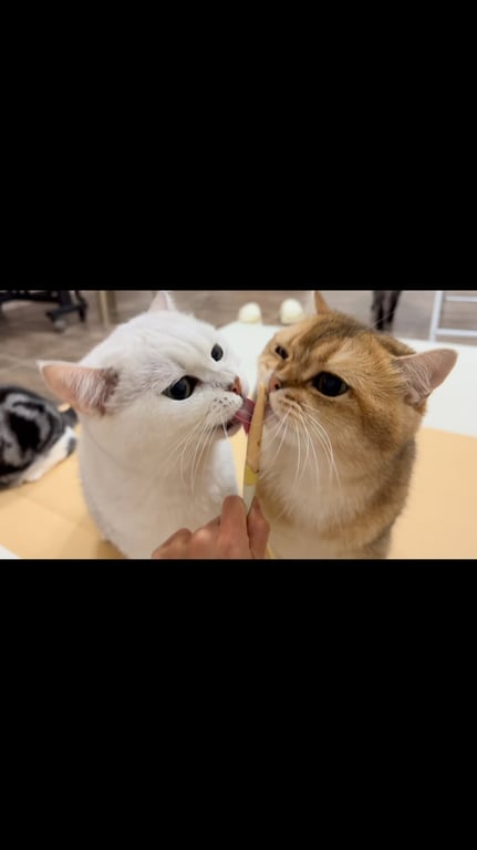 兩兄弟溫馨爭食