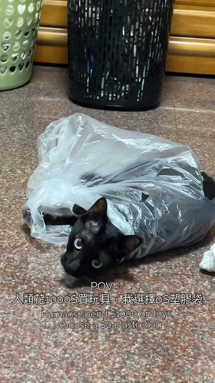 Humans spend $1000 on toys,I choose $0 plastic bag