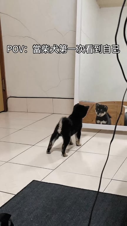 許雅鈞
