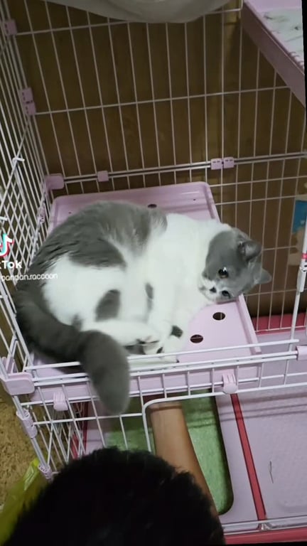 Ziqi
