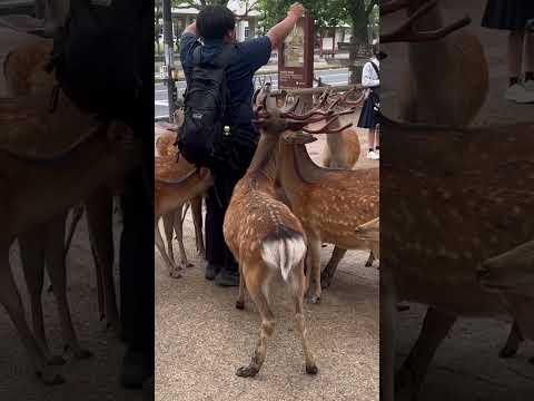 奈良鹿餵食轉圈圈